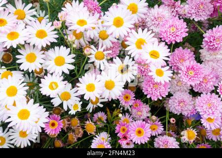 Biene auf Blume im Garten. Farbenfrohe Bettwäschetpflanzen, Blumen. Stockfoto