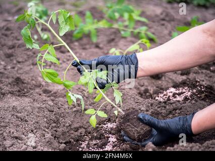 Weibliche Hände eines Bauern in schwarzen Handschuhen halten ein Sprout von Tomatenpflanzen vor dem Einpflanzen in den Boden gegen Der Hintergrund eines Bettes aus Humus mit Stockfoto