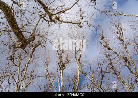 Äste von Platanen - Platanus - im Winter. Stockfoto