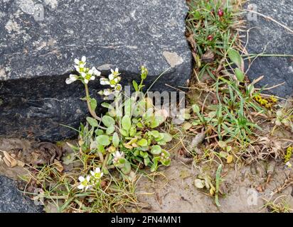 Englisch Scurvygrass aka Cochlearia anglica an der Devon-Küste. Stockfoto