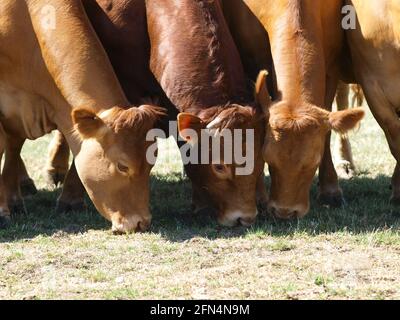 Eine kleine Herde von Rindern, die in einem Sommer-Paddock grasen. Stockfoto