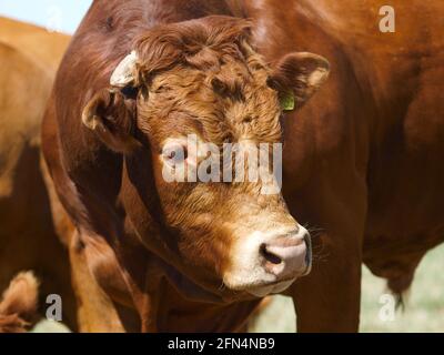 Eine Kopfaufnahme eines seltenen Bullen in einem Sommer-Fahrerlager. Stockfoto