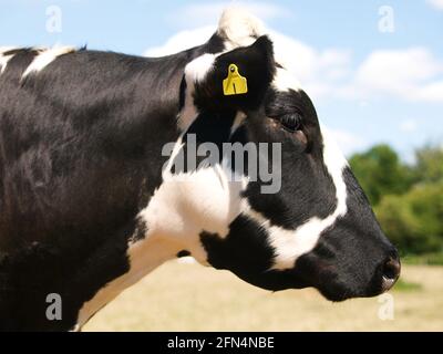 Ein Kopfschuss einer seltenen Rasse Kuh in einem Sommer Paddock. Stockfoto