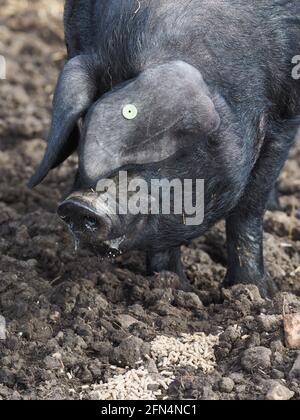 Eine Kopfaufnahme eines seltenen Suffolk Black Schweins Stockfoto