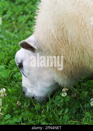Eine Kopfaufnahme eines Schafes, das in einem Kleeblatt-Feld frisst. Stockfoto