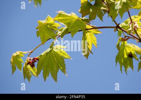 Acer japonicum vitifolium Frühling Blätter japanischen Ahorn Stockfoto