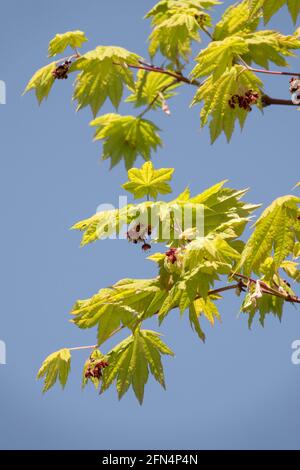 Der Frühling des Acer japonicum vitifolium hinterlässt einen Vollmond-Ahornbaum Stockfoto