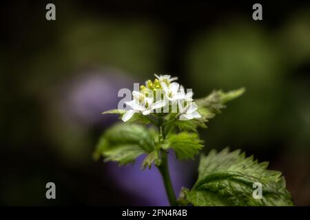 Nahaufnahme der Blüten des Knoblauchsenfs, Alliaria petiolata, im Frühjahr in Großbritannien Stockfoto