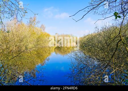 Blick zwischen den Bäumen über das stille Wasser eines kleinen Sees, der das frühe Frühlingslicht reflektiert. Stockfoto