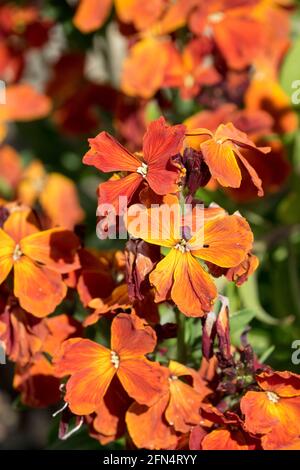 Gewöhnliche Wallflower Erysimum cheiri Zuckerrausch Rote Blume Stockfoto