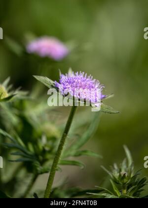 Nahaufnahme der Blumen von Scabiosa 'Butterfly Blue' in Der Frühling in Großbritannien vor grünem Hintergrund Stockfoto