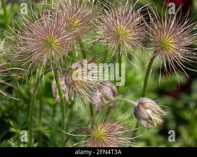 Die flauschigen Samenköpfe von Pastelflower, Pulsatilla vulgaris, im Frühjahr in Großbritannien Stockfoto