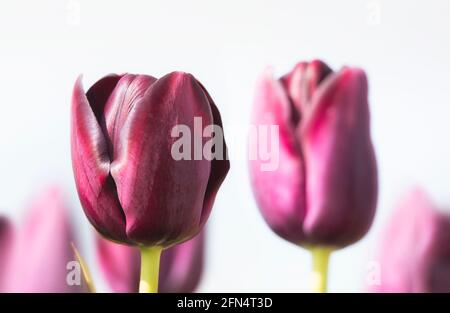 Nahaufnahme der Tulpenblüten, Tuilipa 'Königin der Nacht', isoliert vor einem hellen Himmel Stockfoto