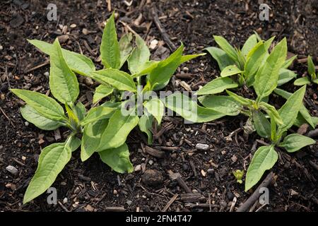 Junge Jerusalemer Artischocke pflanzt auf einem Gemüsegrundstück Stockfoto
