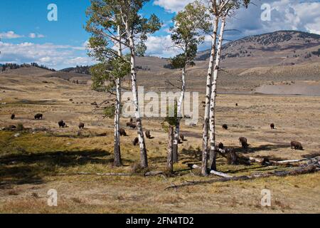 Bisons im Lamar Valley im Yellowstone National Park in Wyoming In den USA Stockfoto