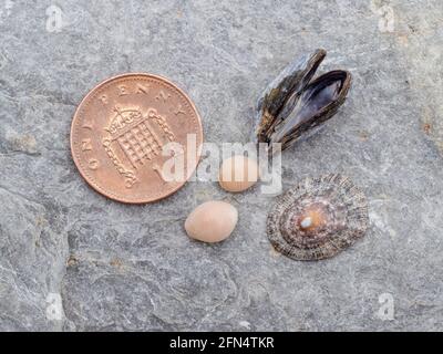 Kleine Muscheln am Strand von North Devon, einschließlich Trivia Arctica, der nördlichen Kaurie. Stockfoto