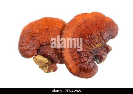 lingzhi-Pilz auf weißem Hintergrund Stockfoto