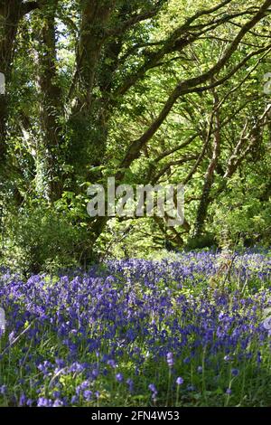 Bluebell Woods Portrait #2 Stockfoto