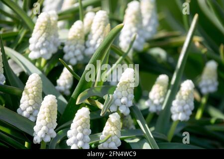 Muscari armeniacum Siberian Tiger Flower Traubenhyazinthe Stockfoto