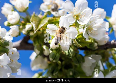 Makrobiene bestäubt blühenden Aprikosenbaum, sammelt Pollen. Frühjahrsblüte von Obstbäumen. Stockfoto