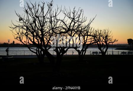 Sonnenuntergangslandschaft mit einer Mann-Silhouette unter den Korallenbäumen im South Embarcadero Park in San Diego, Kalifornien, USA. Stockfoto