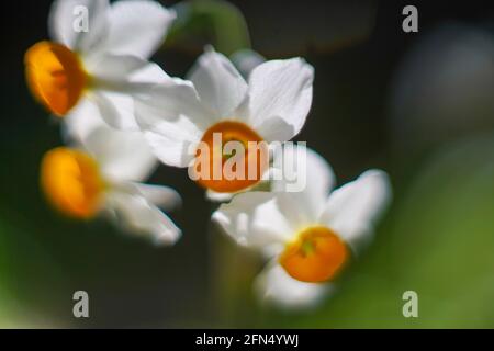 Gemeinsamen Narzisse (Narcissus Tazetta) fotografiert in Israel, im Dezember Stockfoto