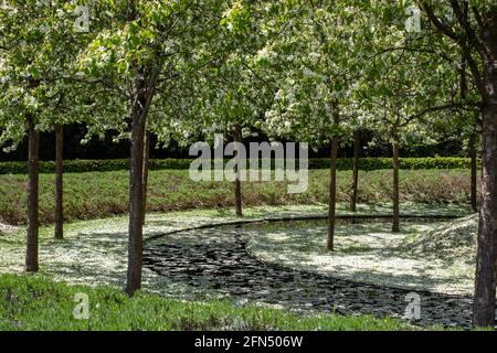 Bäume in weißen Blüten umgeben einen Wasserring im Lynn Garden im Ascott House, Leighton Buzzard, Wing, Bedfordshire UK. Stockfoto