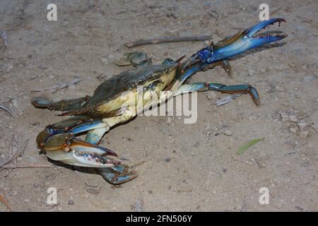 Blaue Krabbe (Callinectes sapidus) an einem Sandstrand Stockfoto