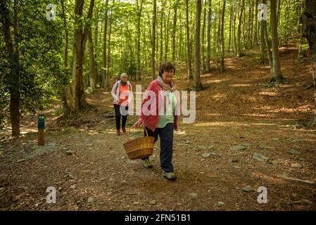 Spaziergang um die Quelle und den Bach Passavets, in Santa Fe de Montseny (Montseny, Katalonien, Spanien) ESP: Paseando en la fuente de Passavets, Montseny Stockfoto