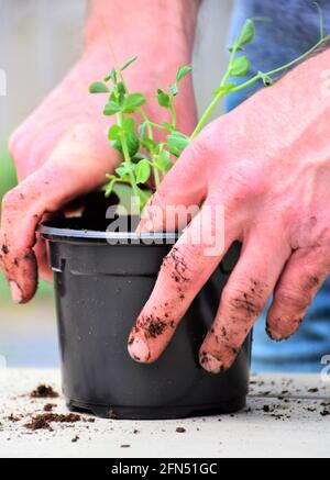 Frühling! Vorbereitung des Küchengartens. Anbauen von Kräutern, Gemüse und (essbaren) Blumen. Pflanzen der Sämlinge und Sprossen in allen Arten von Töpfen. Stockfoto