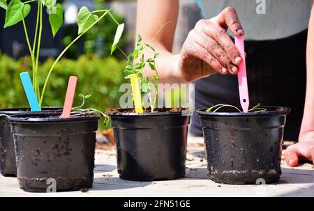 Frühling! Vorbereitung des Küchengartens. Anbauen von Kräutern, Gemüse und (essbaren) Blumen. Pflanzen der Sämlinge und Sprossen in allen Arten von Töpfen. Stockfoto