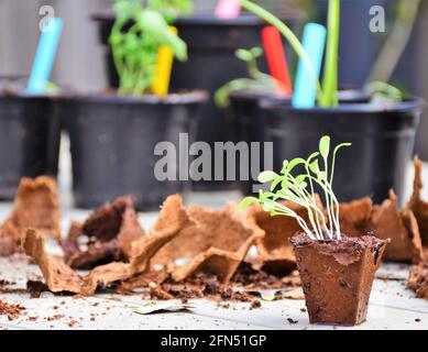 Frühling! Vorbereitung des Küchengartens. Anbauen von Kräutern, Gemüse und (essbaren) Blumen. Pflanzen der Sämlinge und Sprossen in allen Arten von Töpfen. Stockfoto