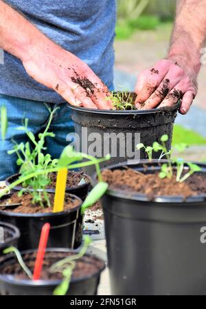 Frühling! Vorbereitung des Küchengartens. Anbauen von Kräutern, Gemüse und (essbaren) Blumen. Pflanzen der Sämlinge und Sprossen in allen Arten von Töpfen. Stockfoto