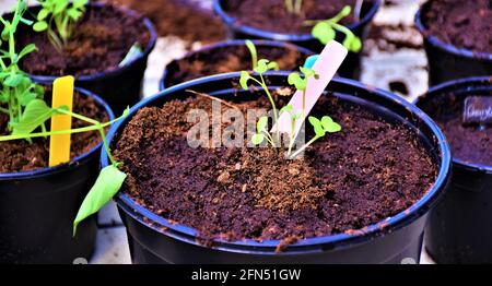 Frühling! Vorbereitung des Küchengartens. Anbauen von Kräutern, Gemüse und (essbaren) Blumen. Pflanzen der Sämlinge und Sprossen in allen Arten von Töpfen. Stockfoto