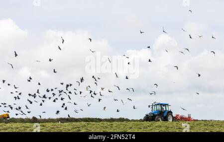 Riverstick, Cork, Irland. Mai 2021. Daniel Draper rackt neues Gras für Silage, während auf der Farm seines Vaters Norman außerhalb von Riverstick, Co. Cork, Irland, Vögel folgten. - Credit; David Creedon / Alamy Live News Stockfoto