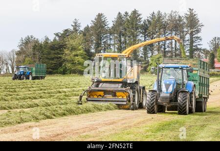 Riverstick, Cork, Irland. Mai 2021. Norman Draper sammelt Gras für Grubensilage auf seiner Farm außerhalb von Riverstick, Co. Cork, Irland. - Credit; David Creedon / Alamy Live News Stockfoto