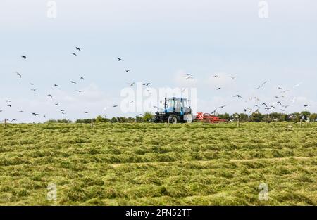 Riverstick, Cork, Irland. Mai 2021. Daniel Draper rackt neues Gras für Silage, während auf der Farm seines Vaters Norman außerhalb von Riverstick, Co. Cork, Irland, Vögel folgten. - Credit; David Creedon / Alamy Live News Stockfoto