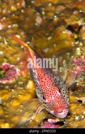 Sommersprossen-Falkenfisch, Paracirrhites forsteri, Bunaken National Marine Park, Bunaken, Nord-Sulawesi, Indonesien, Asien Stockfoto