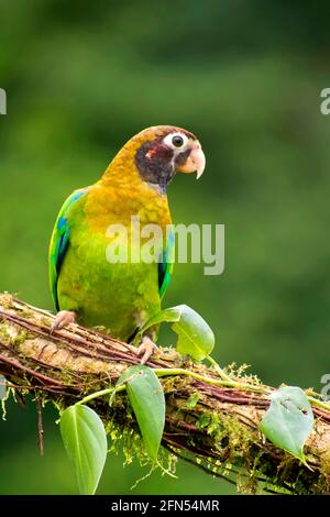 Brauner Kapuzenpapagei, Pionopsitta haematotis, tropischer Regenwald, Costa Rica, Mittelamerika, Amerika Stockfoto