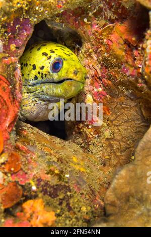 Spotface Moray, Gymnothorax fimbriatus, Lembeh, Nord-Sulawesi, Indonesien, Asien Stockfoto