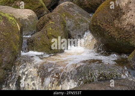 Moosige nasse Steine in einem kleinen Bach aus frühem Quellwasser In Lettland Stockfoto