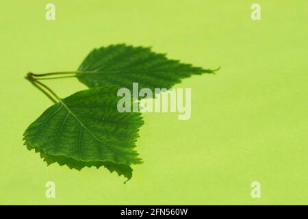 Zwei frische grüne Birkenblätter auf einem sonnigen Kalk-Tisch Mit Schatten Stockfoto