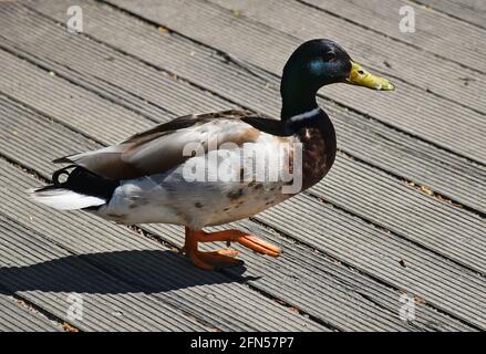 Männliche Stockente auf einem Holzweg Stockfoto