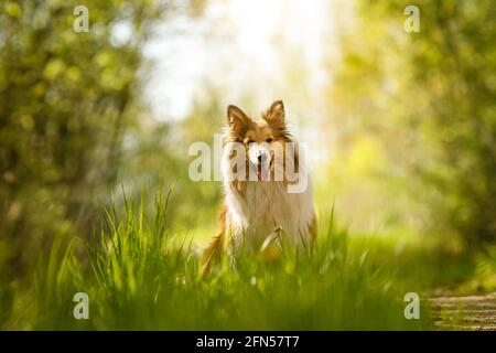 Glücklicher Hund in einem Wald. Shetland-Schäferhund sitzt auf einem Gras Stockfoto