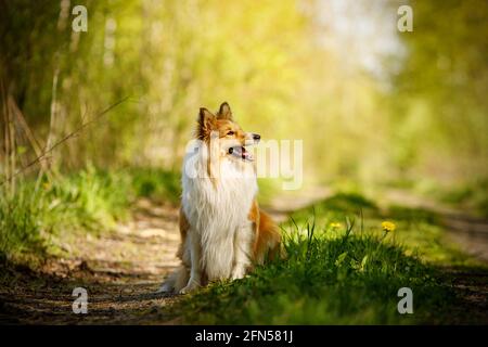Glücklicher Hund in einem Wald. Shetland-Schäferhund sitzt auf einem Gras Stockfoto
