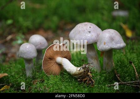 Cortinarius traganus, bekannt als der gassy webcap, wilde Pilze aus Finnland Stockfoto