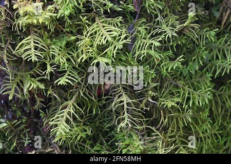 Abietinella abietina, auch bekannt als Thuidium abietinum, ein Pleurocarpuous Moos aus Finnland ohne gemeinsamen englischen Namen Stockfoto