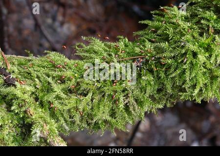 Brachythecium rutabulum, allgemein bekannt als raues Federmoos Stockfoto