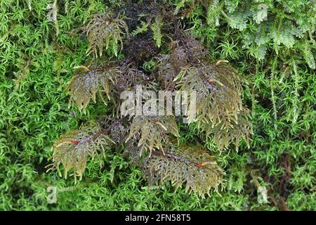 Hylocomium splendens, allgemein bekannt als glitzerndes Holzmoos, herrliches Federmoos, Treppenmoos und Bergfarnmoos Stockfoto