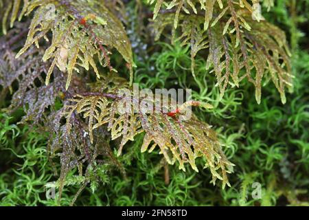 Hylocomium splendens, allgemein bekannt als glitzerndes Holzmoos, herrliches Federmoos, Treppenmoos und Bergfarnmoos Stockfoto